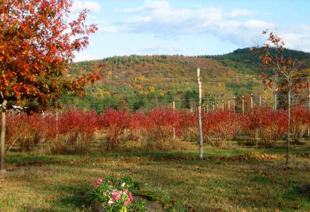 Blueberry field in Autumn